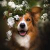 گالری تصاویری از سگ‌هایی که به دوربین لبخند می‌زنند
