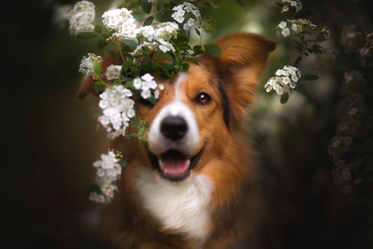 گالری تصاویری از سگ‌هایی که به دوربین لبخند می‌زنند