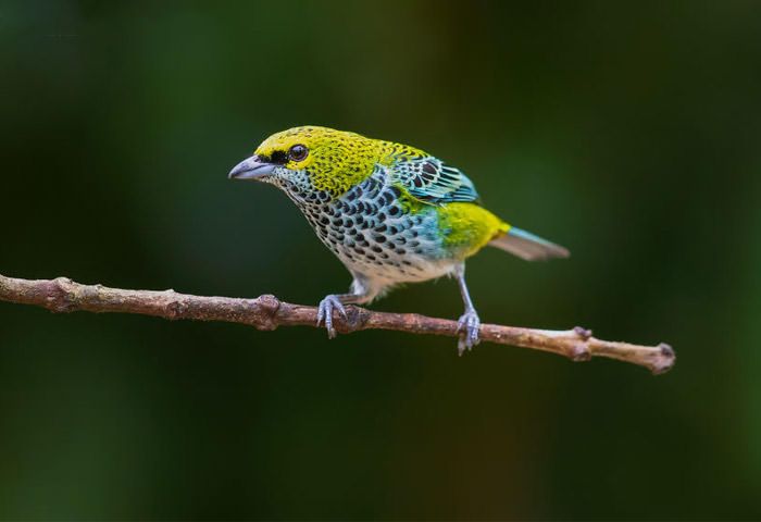 عکاسی حیات وحش-حیات وحش کاستاریکا-تانگر خال دار