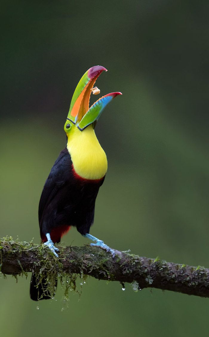 عکاسی حیات وحش-حیات وحش کاستاریکا-توکان کیل بیلد