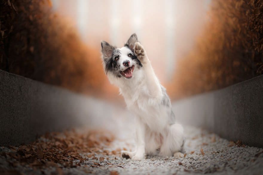 گالری تصاویری از لبخند سگ ها