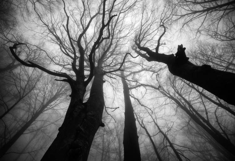 نمونه تصویر گرفته شده از درختان توسط علی شکری