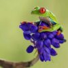 عکاسی حیات وحش؛ ۳۰ عکس از حیوانات زیبای جنگل‌های کاستاریکا