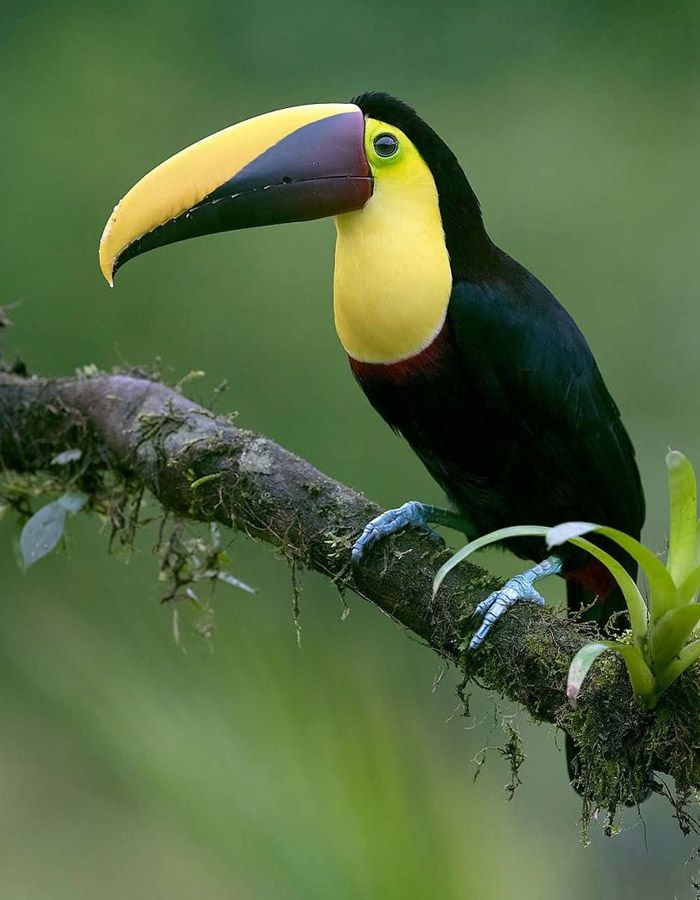 عکاسی حیات وحش-حیات وحش کاستاریکا-توکان گلوزرد
