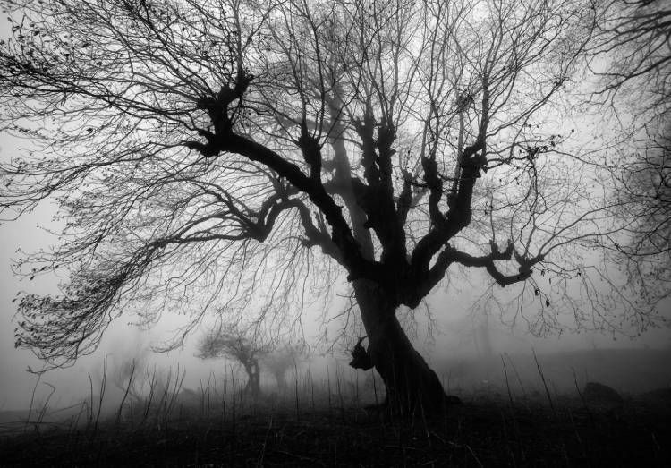 نمونه تصویر گرفته شده از درختان توسط علی شکری