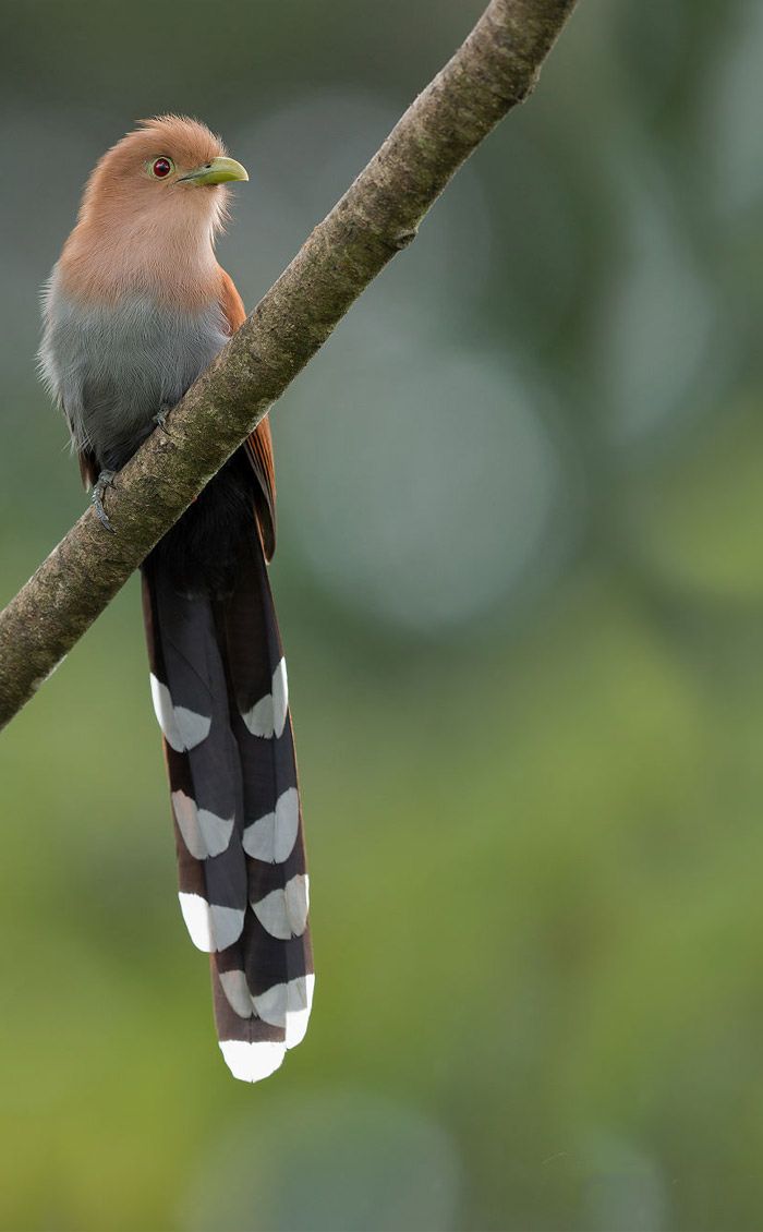 عکاسی حیات وحش-حیات وحش کاستاریکا-کوکوی سنجابی