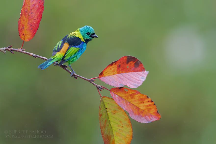 تصاویری از پرندگان زیبا در جنگل اطلس برزیل