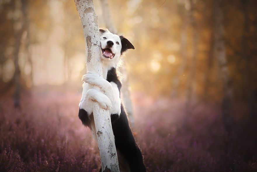 گالری تصاویری از لبخند سگ ها