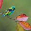 تصاویری از گونه‌های نادر و شگفت‌آور پرندگان جنگل اطلس برزیل