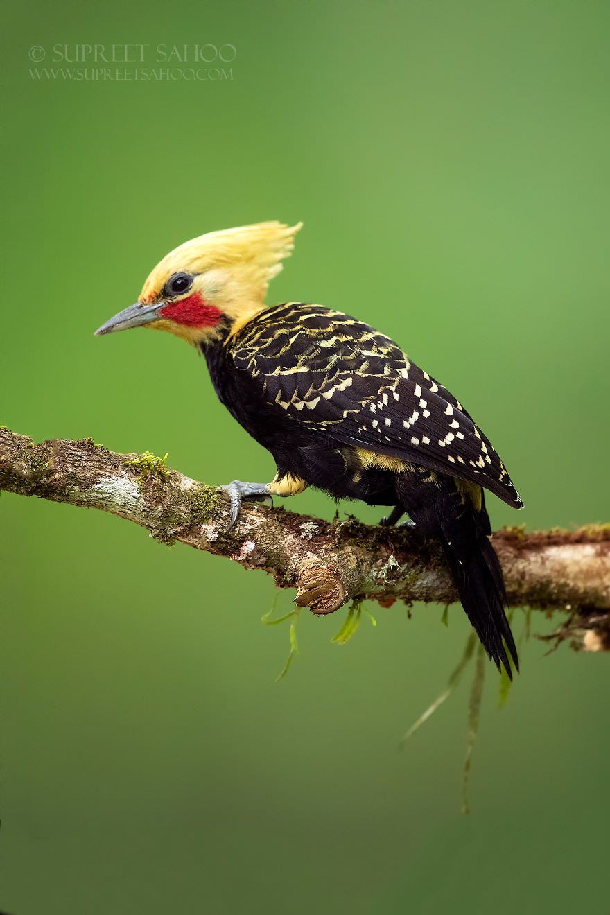 تصاویری از پرندگان زیبا در جنگل اطلس برزیل
